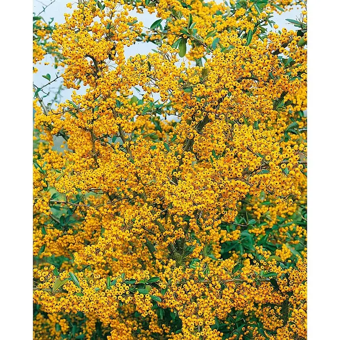 Pflanzen für dich Feuerdorn 60-80 cm - Pyracantha 'Saphyr Jaune', 60 cm - 80 cm, Weiß - Dichter Strauch mit leuchtend gelben Beeren und dunkelgrünen Blättern.