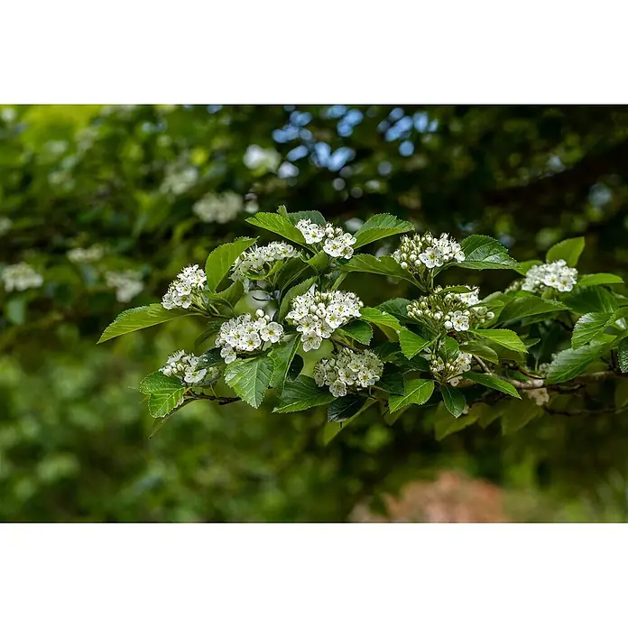 Pflanzen für dich Feuerdorn 60-100 cm - Crataegus lavallei 'Carrierei', 60 cm - 100 cm, Weiß - Büschel kleiner weißer Blüten mit grünen Blättern an einem Ast, wunderschön blühend in einer natürlichen, belaubten Umgebung.