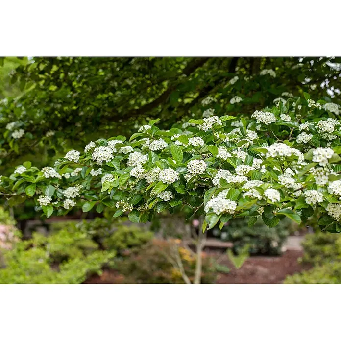 Pflanzen für dich Feuerdorn 60-100 cm - Crataegus lavallei 'Carrierei', 60 cm - 100 cm, Weiß - Ast eines Baumes, bedeckt mit Büscheln kleiner weißer Blüten und grünen Blättern.