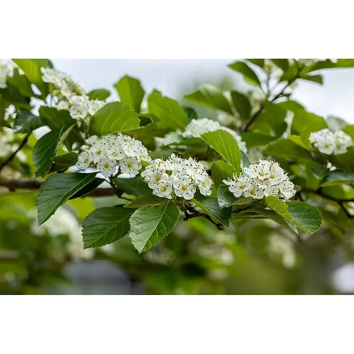 Pflanzen für dich Feuerdorn 60-100 cm - Crataegus lavallei 'Carrierei', 60 cm - 100 cm, Weiß - Weiße Blüten mit dunklen Staubgefäßen und grünen Blättern an einem Ast.
