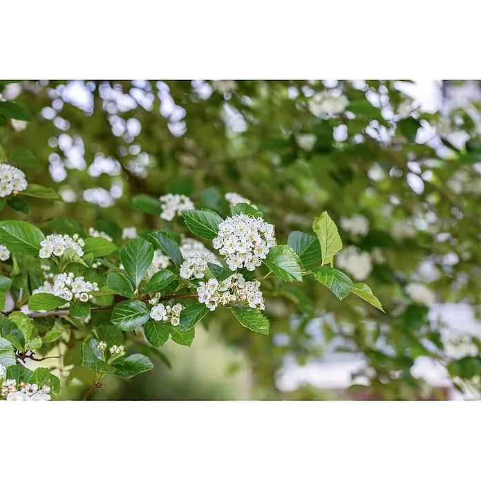 Pflanzen für dich Feuerdorn 60-100 cm - Crataegus lavallei 'Carrierei', 60 cm - 100 cm, Weiß - Ast mit Dolden kleiner weißer Blüten und leuchtend grünen Blättern.