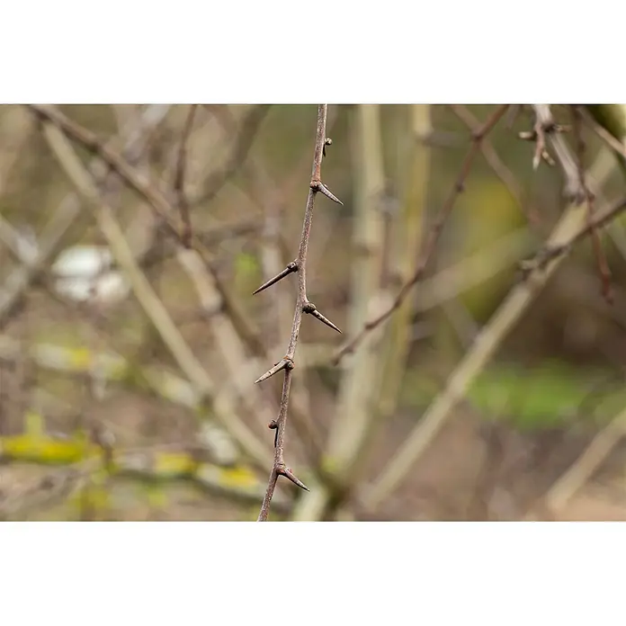 Pflanzen für dich Feuerdorn 100-150 - Crataegus laevigata, 100 cm - 150 cm, Weiß - Vertikaler brauner Ast mit scharfen, dunklen Dornen vor verschwommenem Naturhintergrund.