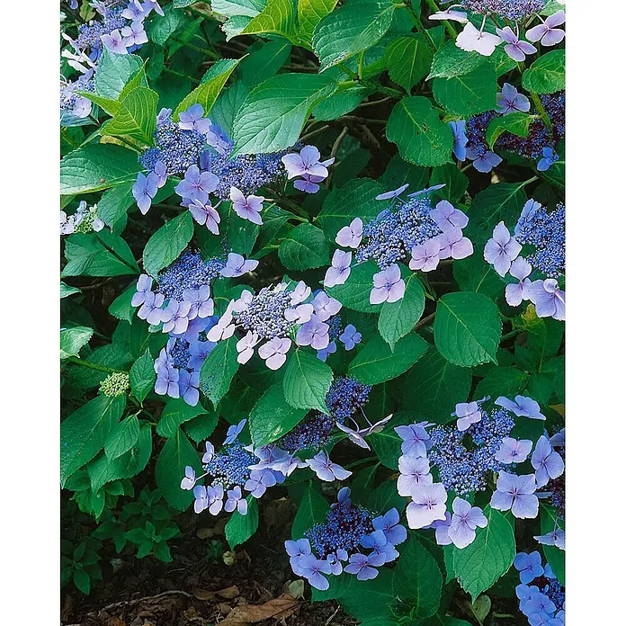 Pflanzen für dich Teller-Hortensie 40-60 cm - Hydrangea macrophylla 'Mariesii Perfecta', Blau - Tellerhortensie mit leuchtend blauen und hellvioletten Blüten, umgeben von sattgrünen Blättern.
