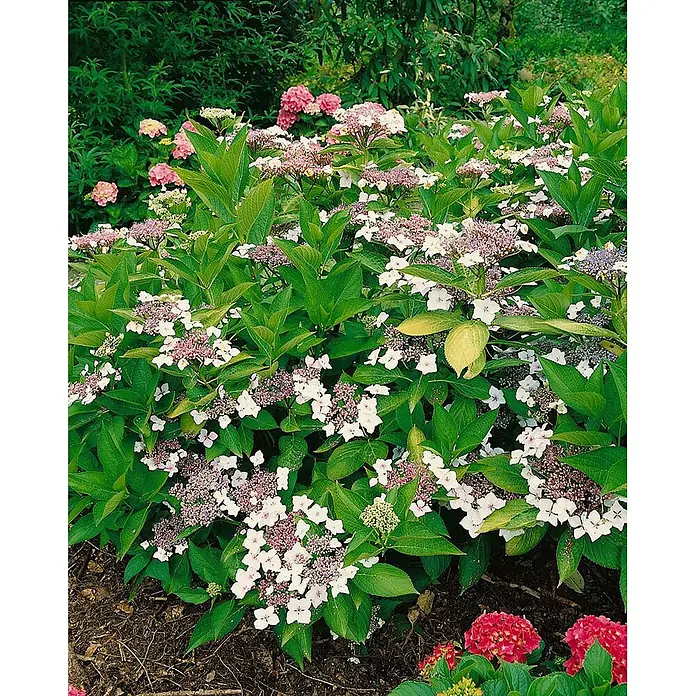 Pflanzen für dich Teller-Hortensie 40-60 cm - Hydrangea macrophylla 'Mariesii Perfecta', Blau - Üppiger Strauch mit weißen und hellrosa Tellerhortensien und grünem Laub.