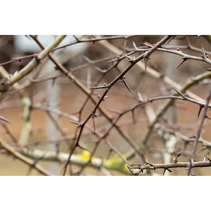Pflanzen für dich Feuerdorn 100-150 - Crataegus laevigata, 100 cm - 150 cm, Weiß - Nahaufnahme von miteinander verflochtenen braunen Ästen mit spitzen, rotspitzigen Dornen.