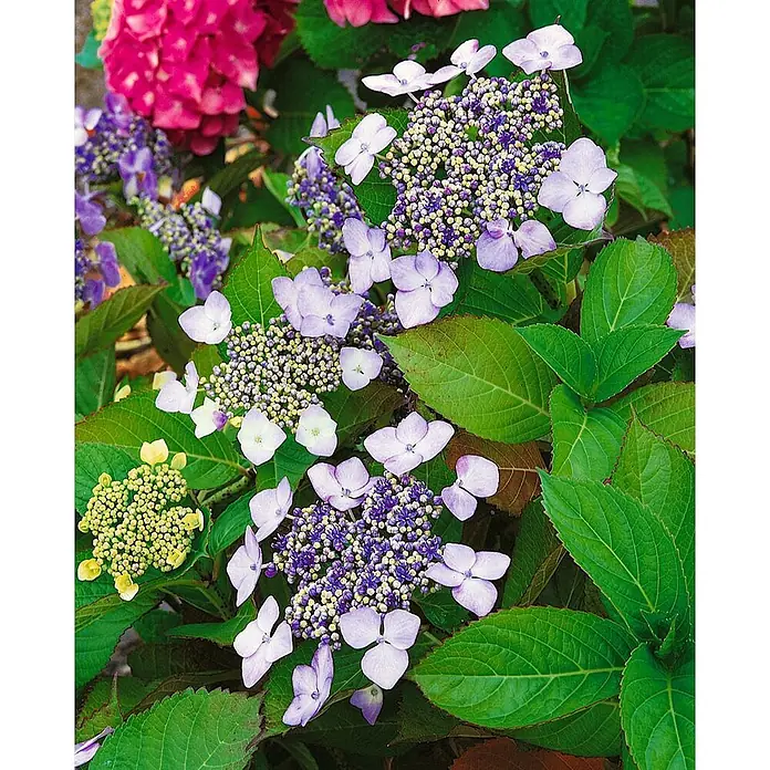 Pflanzen für dich Teller-Hortensie 40-60 cm - Hydrangea macrophylla 'Mariesii Perfecta', Blau - Tellerhortensien mit hellvioletten Blüten und dichten lila-gelben Knospen, umgeben von grünem Laub.