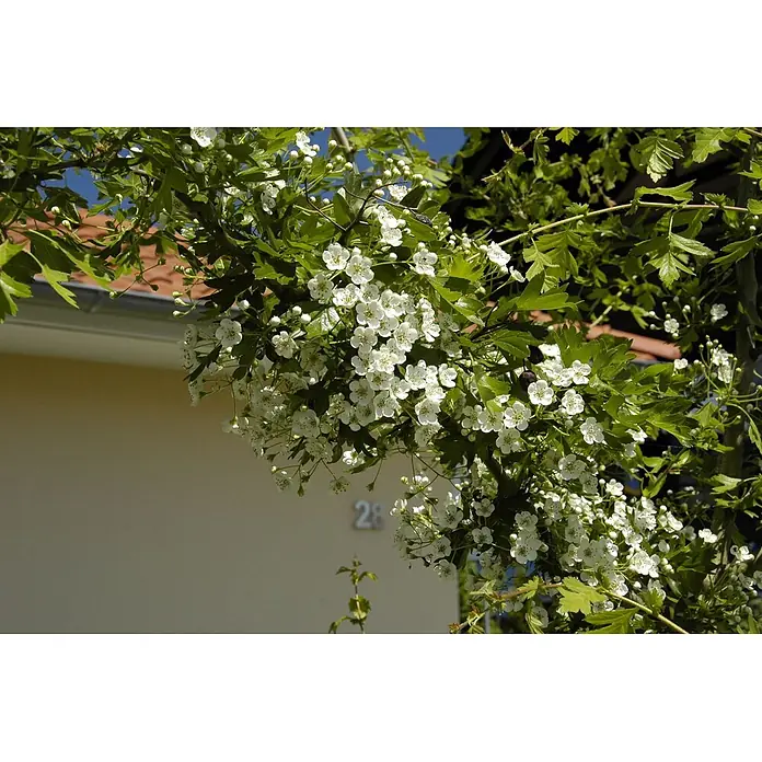 Pflanzen für dich Feuerdorn 100-150 - Crataegus laevigata, 100 cm - 150 cm, Weiß - Weiß blühende Pflanze mit grünen Blättern bedeckt eine Hauswand.