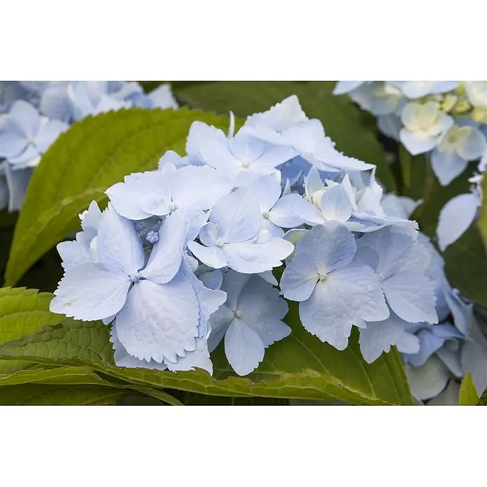 Pflanzen für dich Teller-Hortensie 30-40 cm - Hydrangea serrata 'Blue Deckle', Blau - Gruppe zarter hellblauer Hortensienblüten mit gekräuselten Blütenblättern.