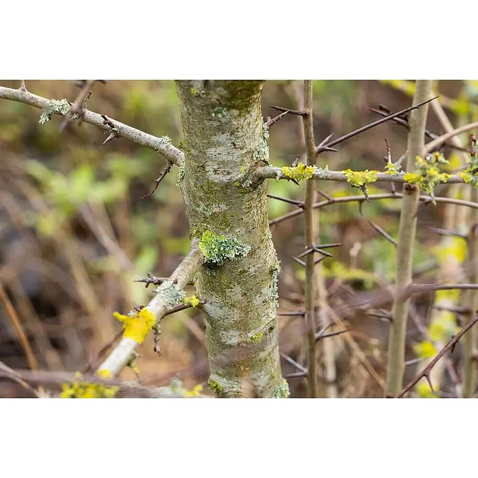 Pflanzen für dich Feuerdorn 100-150 - Crataegus laevigata, 100 cm - 150 cm, Weiß - Nahaufnahme eines Baustamms und dorniger Äste mit grünen und gelben Flechten.
