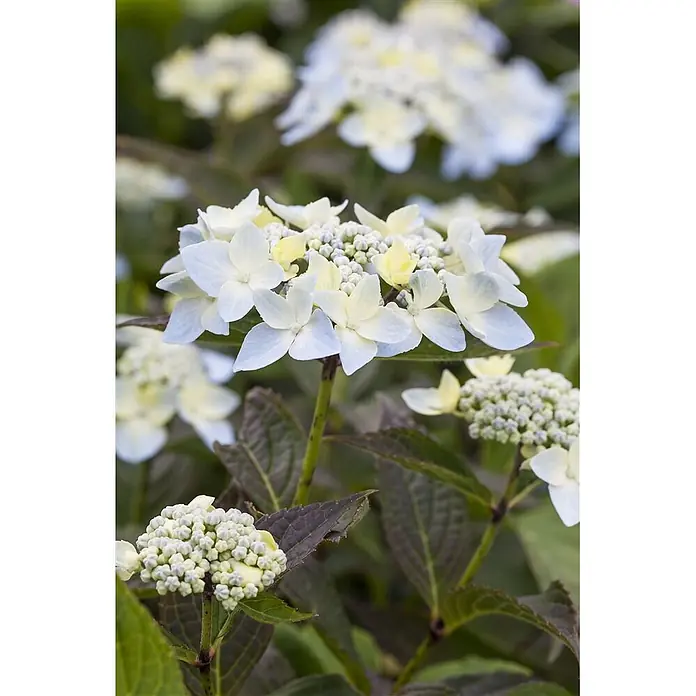 Pflanzen für dich Teller-Hortensie 30-40 cm - Hydrangea serrata 'Blue Deckle', Blau - Tellerhortensie mit hellblauen und gelben Blüten und dunklem Laub.