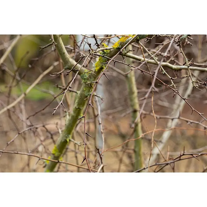 Pflanzen für dich Feuerdorn 100-150 - Crataegus laevigata, 100 cm - 150 cm, Weiß - Nahaufnahme von kahlen, dornigen Ästen, teils mit grünem Moos, vor unscharfem Naturhintergrund.