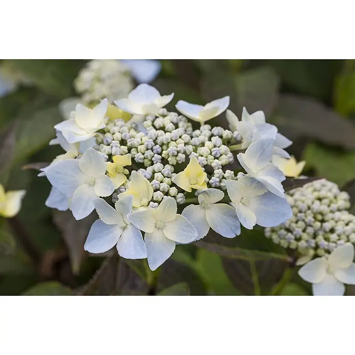 Pflanzen für dich Teller-Hortensie 30-40 cm - Hydrangea serrata 'Blue Deckle', Blau - Blau-gelbe Tellerhortensie mit Knospen und Blüten.