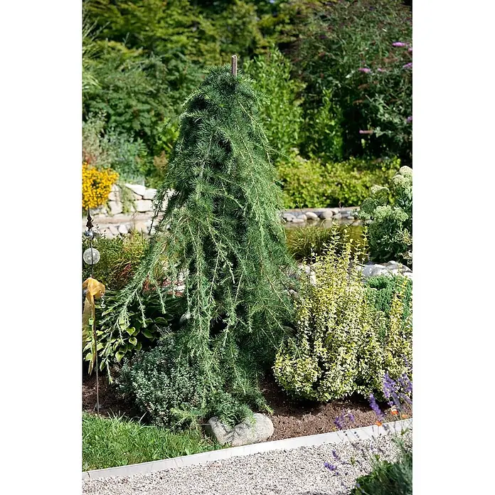 Pflanzen für dich Japanische Lärche 125-150 cm - Larix kaempferi 'Pendula' - Eine hängende Lärche (Larix decidua 'Pendula') mit langen, herabhängenden grünen Nadeln, gestäbt, in einem lebhaften Garten.