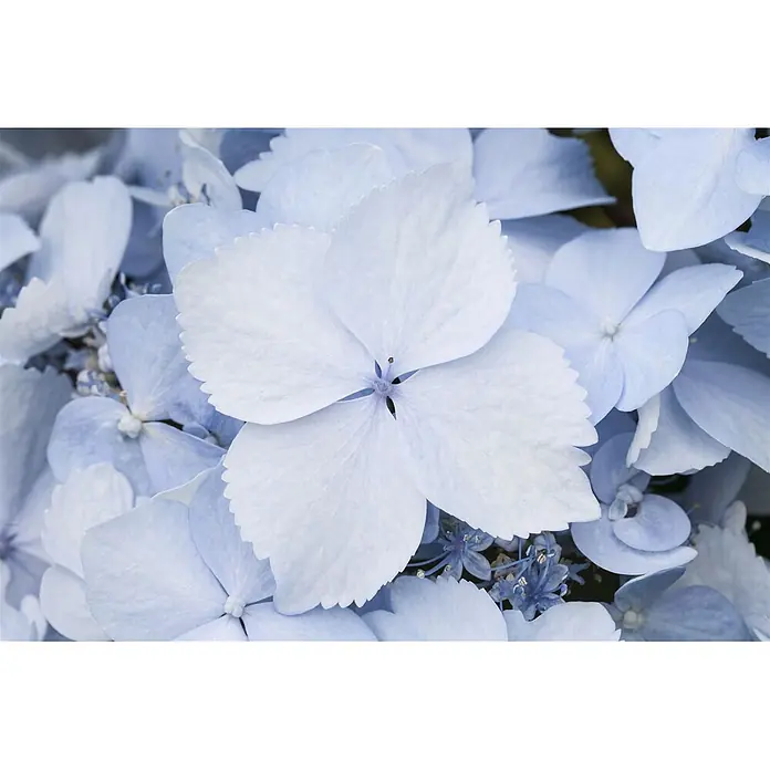 Pflanzen für dich Teller-Hortensie 30-40 cm - Hydrangea serrata 'Blue Deckle', Blau - Nahaufnahme hellblauer Hortensienblüten mit texturierten Blütenblättern und gezackten Rändern.