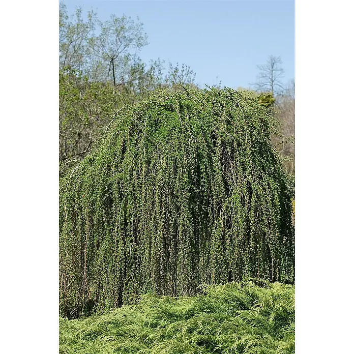 Pflanzen für dich Japanische Lärche 125-150 cm - Larix kaempferi 'Pendula' - Ein hängender grüner Baum mit langen, kaskadierenden Ästen und kleinen, hellgrünen Blättern über einem niedrigen, grünen Strauch.