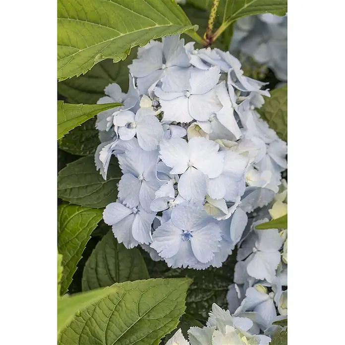 Pflanzen für dich Teller-Hortensie 30-40 cm - Hydrangea serrata 'Blue Deckle', Blau - Hellblaue Hortensienblüten und grüne Blätter.