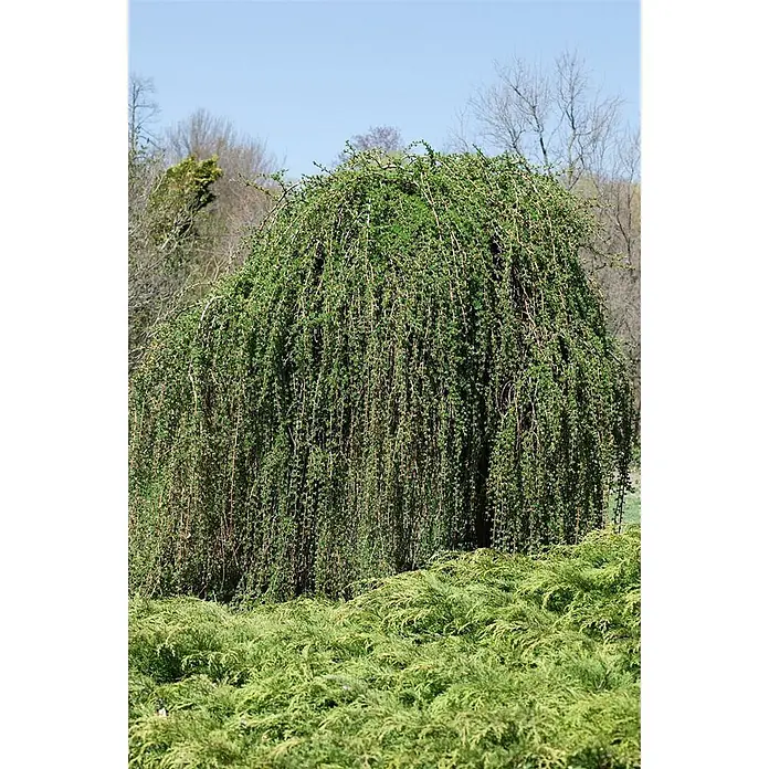 Pflanzen für dich Japanische Lärche 125-150 cm - Larix kaempferi 'Pendula' - Ein grüner Trauerbaum mit langen, herabhängenden Ästen über einem ausladenden grünen Strauch.