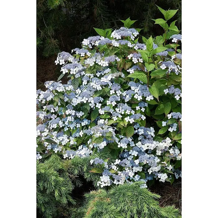 Pflanzen für dich Teller-Hortensie 30-40 cm - Hydrangea serrata, Blau - Ein üppiger Strauch blauer und weißer Tellerhortensien mit grünem Laub, umgeben von dunkelgrünen Koniferennadeln.