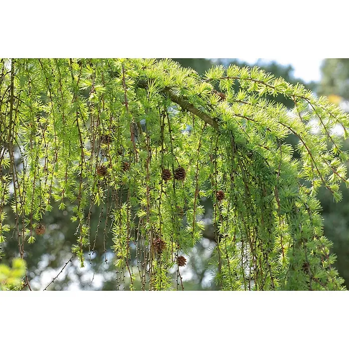 Pflanzen für dich Japanische Lärche 125-150 cm - Larix kaempferi 'Pendula' - Hellgrüne Lärchenzweige mit weichen Nadeln und kleinen braunen Zapfen, sonnenbeschienen.