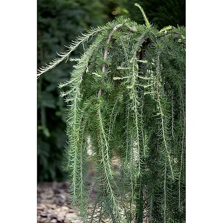 Pflanzen für dich  Japanische Lärche 125-150 cm