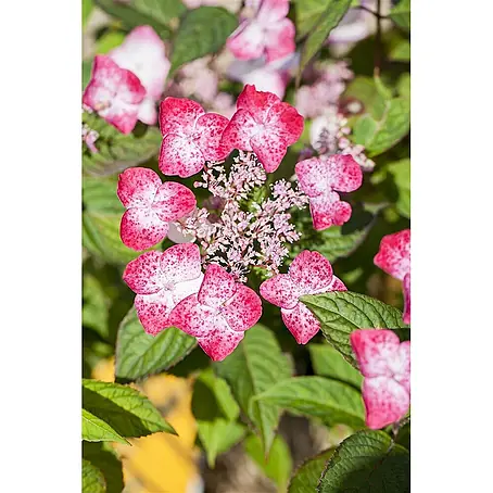 Pflanzen für dich  Teller-Hortensie 30-40 cm