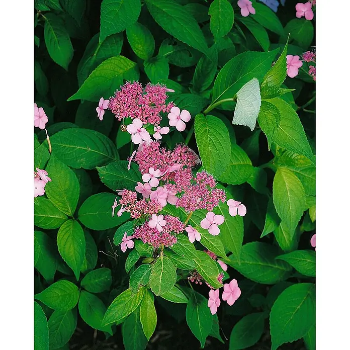 Pflanzen für dich Teller-Hortensie 30-40 cm - Hydrangea serrata 'Benigaku', Rot - Büschel kleiner pinker Hortensienblüten mit größeren pinken Hochblättern inmitten üppig grüner Blätter.