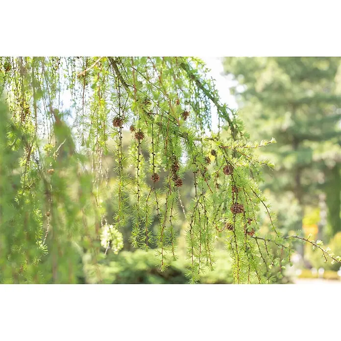 Pflanzen für dich Japanische Lärche 125-150 cm - Larix kaempferi 'Pendula' - Nahaufnahme von leuchtend hellgrünen Nadeln und kleinen braunen Zapfen, die von Ästen in sanftem Sonnenlicht hängen.
