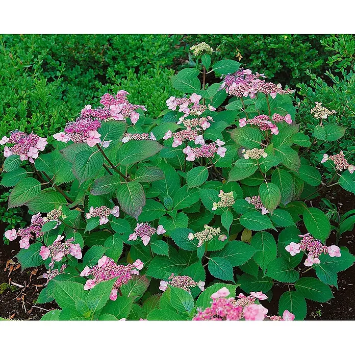 Pflanzen für dich Teller-Hortensie 30-40 cm - Hydrangea serrata 'Benigaku', Rot - Tellerhortensie mit rosa Blüten und grünen Blättern im Garten.
