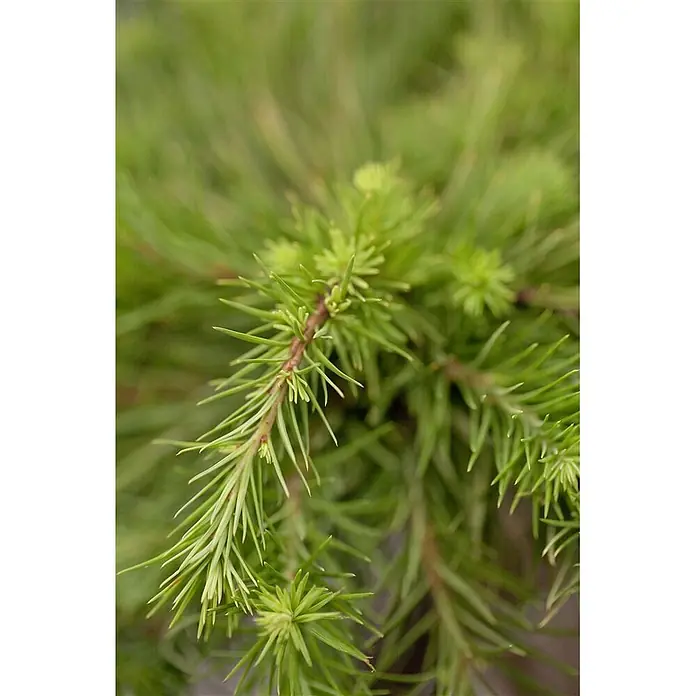 Pflanzen für dich Japanische Lärche Japanische Lärche - Larix kaempferi - Nahaufnahme von leuchtend grünen Nadelbaumzweigen mit sternförmigem Neuaustrieb.