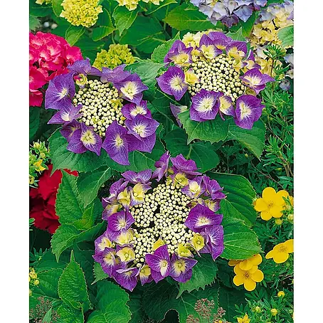 Pflanzen für dich  Teller-Hortensie 30-40 cm