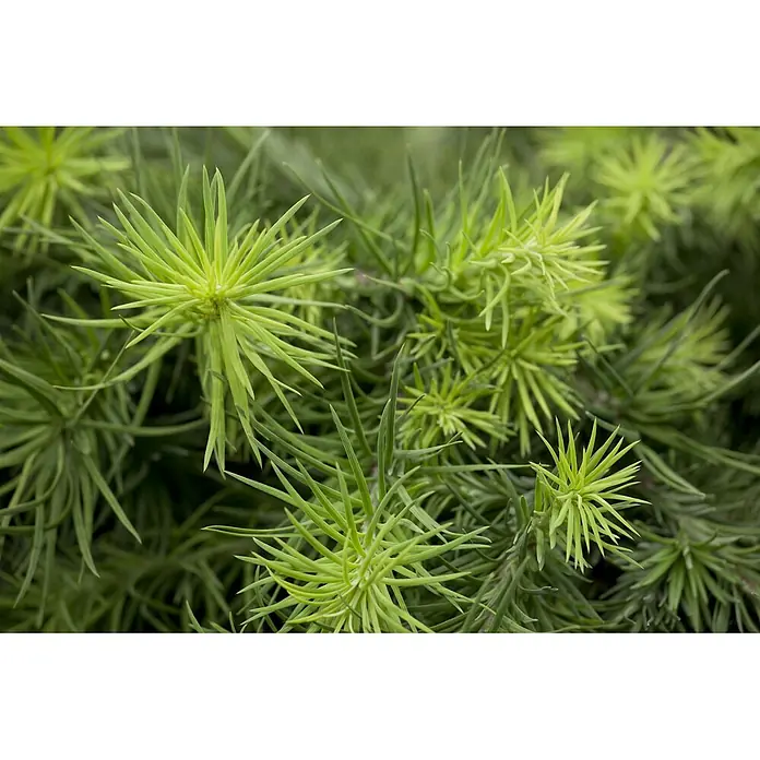 Pflanzen für dich Japanische Lärche Japanische Lärche - Larix kaempferi - Nahaufnahme von hellgrünem, stacheligem Laub in sternförmigen Büscheln.