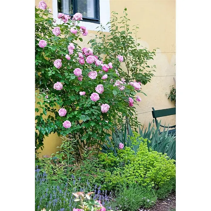 Pflanzen für dich Strauchrose 60-100 cm - Rosa rubiginosa, Rosa - Eine lebendige Gartenszene mit einem großen, rosafarbenen Rosenstrauch, der neben einem hellgelben Gebäude, üppigen grünen Pflanzen und einer dunklen Bank blüht.
