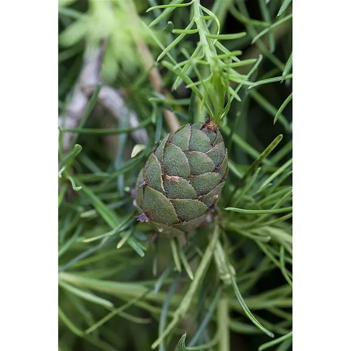 Pflanzen für dich Japanische Lärche Japanische Lärche - Larix kaempferi - Grüner, unreifer Zapfen, eingebettet zwischen leuchtend grünen Nadeln an einem Ast.