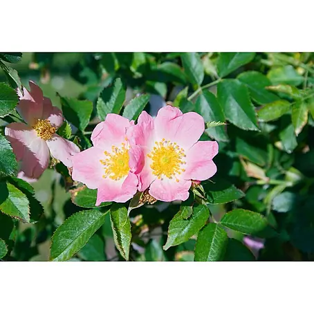 Pflanzen für dich  Strauchrose 60-100 cm