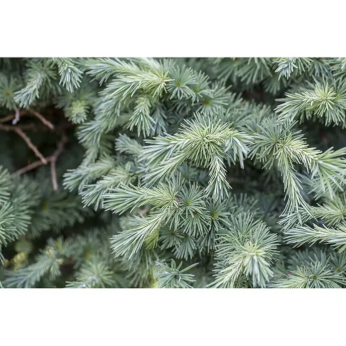 Pflanzen für dich Japanische Lärche Japanische Lärche - Larix kaempferi - Nahaufnahme von leuchtend hellgrünen immergrünen Nadeln und Zweigen, die eine dichte, üppige Textur bilden.