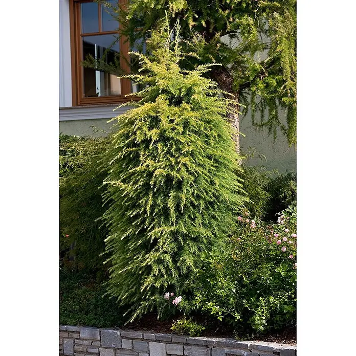 Pflanzen für dich Japanische Lärche Japanische Lärche - Larix kaempferi - Üppige gelb-grüne Konifere in einem Gartenbeet, neben einem Haus und einer Steinmauer.