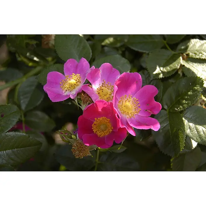 Pflanzen für dich Strauchrose 60-100 cm - Rosa carolina, Rosa - Gruppe leuchtend pinker Wildrosen mit gelben Zentren, blühend inmitten grüner Blätter.