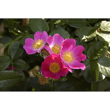 Pflanzen für dich  Strauchrose 60-100 cm
