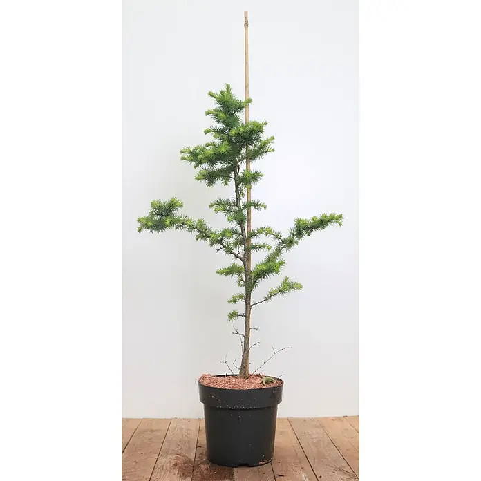 Pflanzen für dich Japanische Lärche Japanische Lärche - Larix kaempferi - Kleiner grüner Nadelbaum in schwarzem Topf mit Mulch, gestützt von einem Bambusstab.