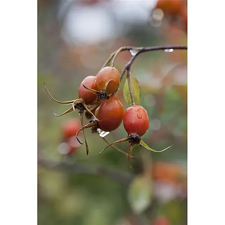 Pflanzen für dich  Strauchrose 60-100 cm