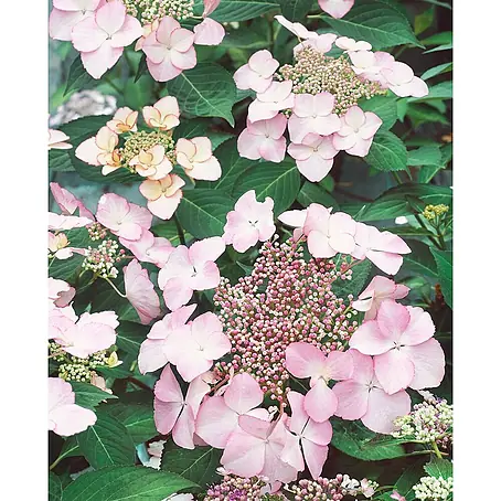 Pflanzen für dich  Teller-Hortensie 30-40 cm
