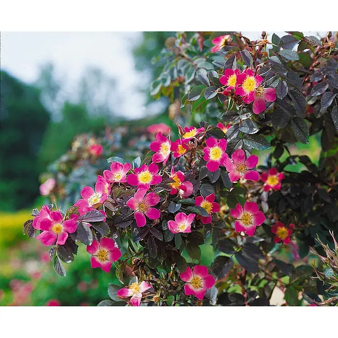 Pflanzen für dich Strauchrose 40-60 cm - Rosa glauca, Rosa - Ein Busch mit leuchtend magentafarbenen Blüten mit gelben Mitten und dunkelviolett-grünen Blättern.