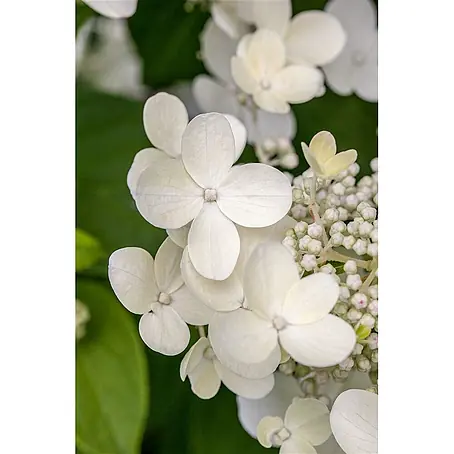 Pflanzen für dich  Teller-Hortensie 30-40 cm