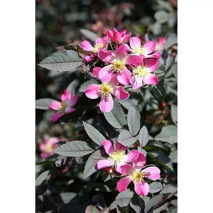 Pflanzen für dich Strauchrose 40-60 cm - Rosa glauca, Rosa - Leuchtend rosa, offene Blüten mit markanten gelben Zentren blühen zwischen dunklen, gezackten Blättern.