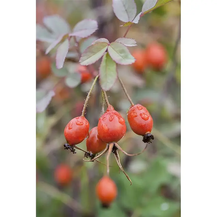Pflanzen für dich Strauchrose 40-60 cm - Rosa glauca, Rosa - Rote Hagebutten mit Wassertropfen an einem Ast mit unscharfen Blättern.