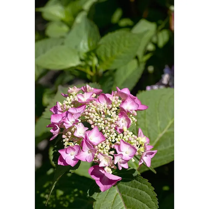 Pflanzen für dich Teller-Hortensie 30-40 cm - Hydrangea serrata 'Cotton Candy', Rosa - Rosa-weißes Teller-Hortensienblüten mit kleinen weißen Knospen.