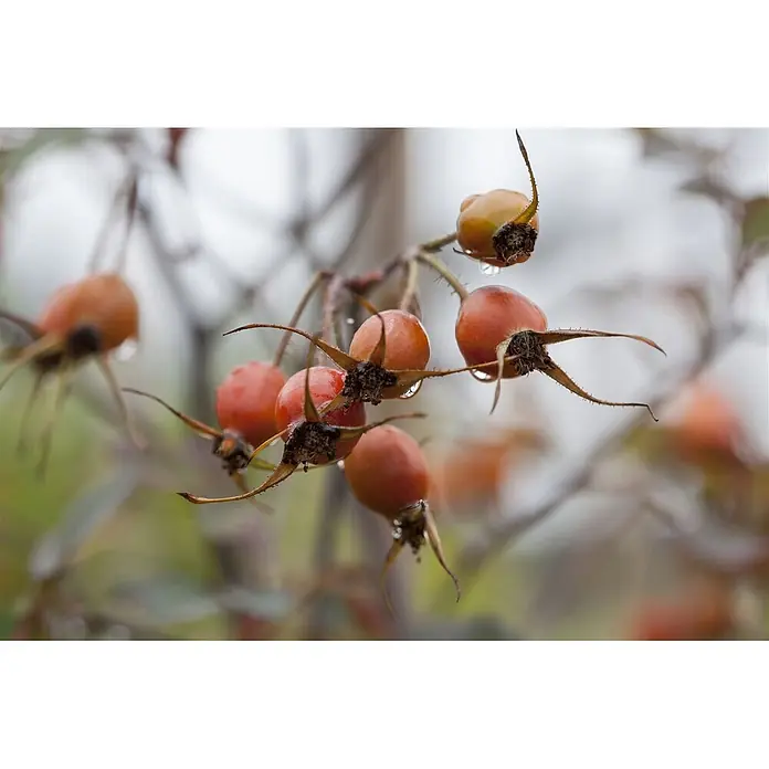 Pflanzen für dich Strauchrose 40-60 cm - Rosa glauca, Rosa - Nahaufnahme leuchtend orangeroter Hagebutten mit Wassertropfen und ausgeprägten Kelchblättern an einem Ast.