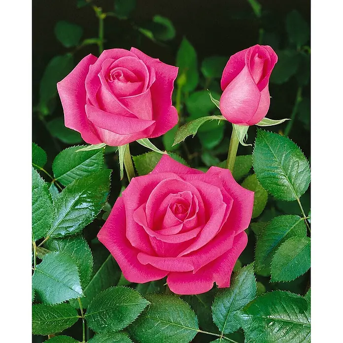 Pflanzen für dich Strauchrose 5-7,5 Liter - Rosa 'Ballerina', Rosa - Drei leuchtende rosa Rosen, zwei davon voll geöffnet und eine Knospe, umgeben von grünen Blättern.