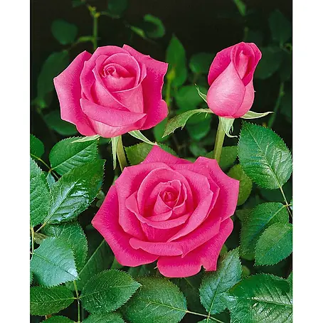 Pflanzen für dich  Strauchrose 5-7,5 Liter