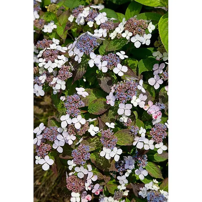 Pflanzen für dich Teller-Hortensie 30-40 cm - Hydrangea serrata 'Bluebird', Blau - Tellerhortensien mit weißen und rosa Außenblüten um lila-blaue Zentren, eingebettet zwischen grünen und rötlich-grünen Blättern.